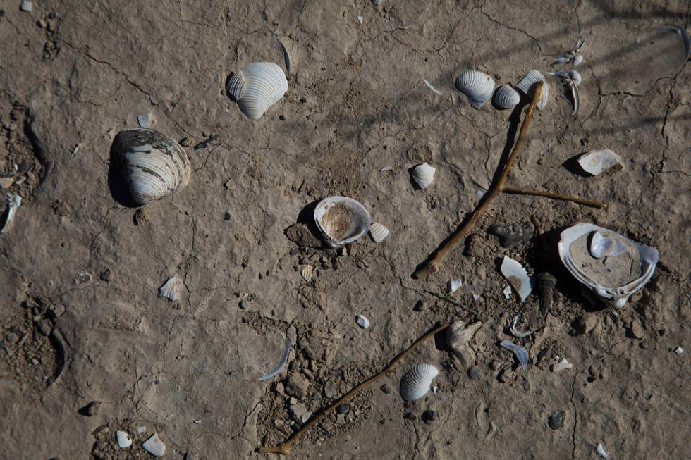 Seashells and debris on the ground in St. Thomas, in the Lake Mead National Recreation Area, Tu ...