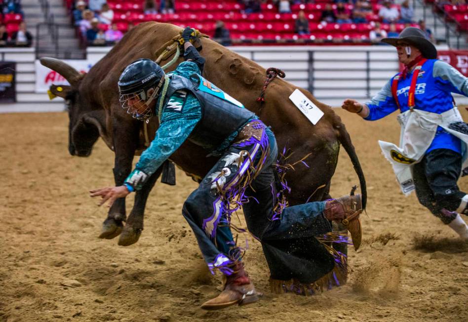 Bull rider Jaylen Baker is dragged around the ring attached to his bull after being thrown duri ...