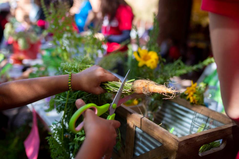 Rex Bell Elementary student Bradley Alveraz, 8, cuts the stems of carrots grown at their garden ...