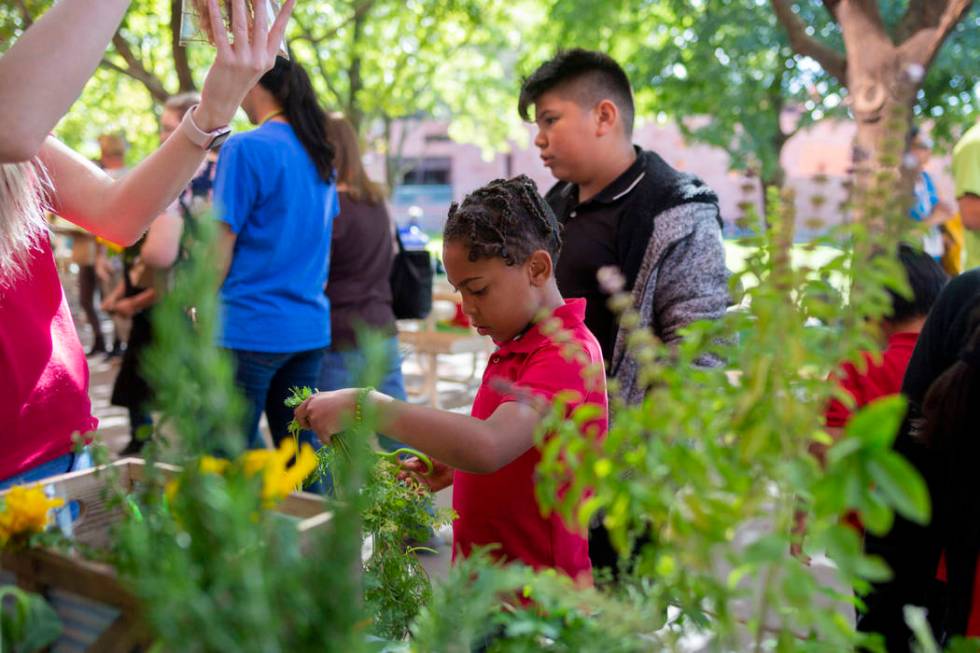 Rex Bell Elementary student Bradley Alveraz, 8, center, cuts the stems of carrots grown from th ...