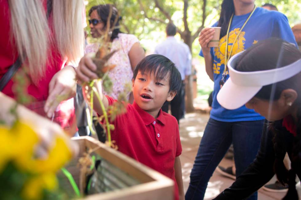 Rex Bell Elementary student Jael Cacuyog, 8, center, helps clean their garden club grown carrot ...