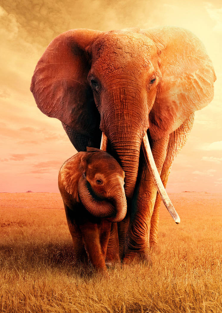 "The Elephant Queen" premieres Nov. 1 on Apple TV+. (Apple)