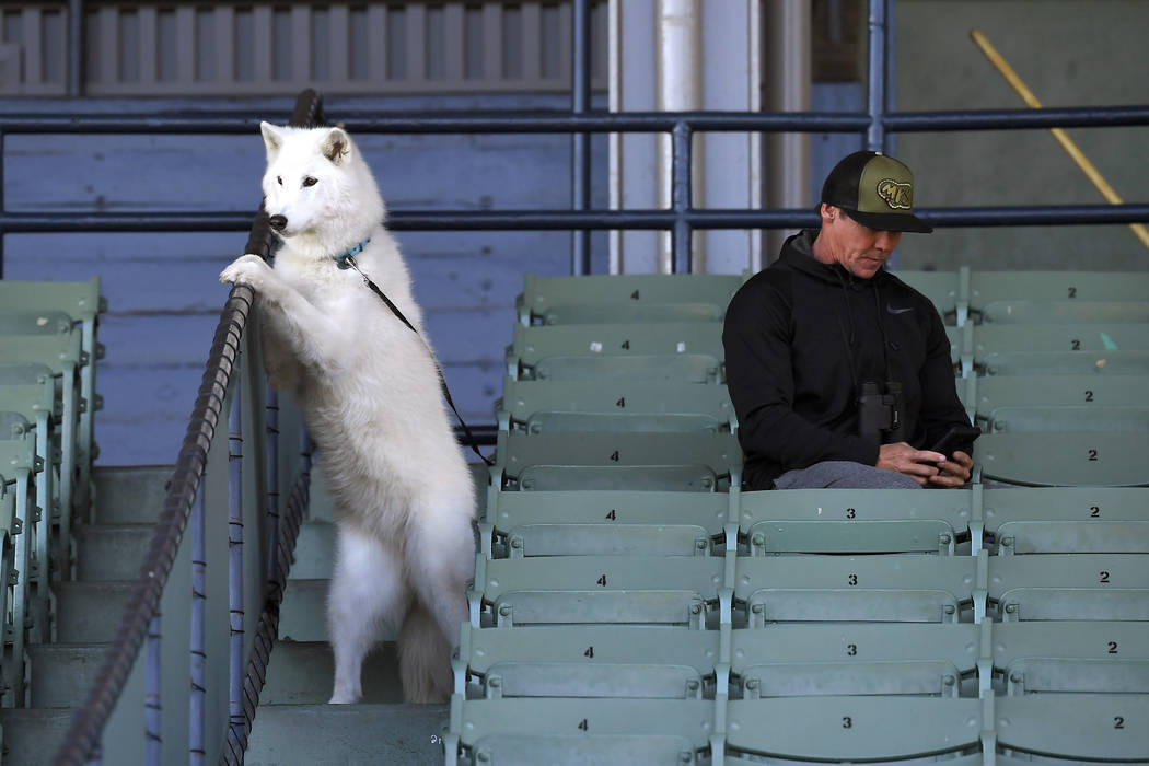 A dog and his owner sit in the stands during morning works out at Santa Anita Park for the Bree ...