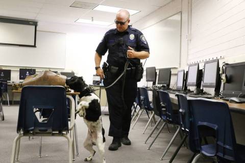 Clark County School District K-9 officer Joe Cordsen watches as his dog Jack tries to locate hi ...