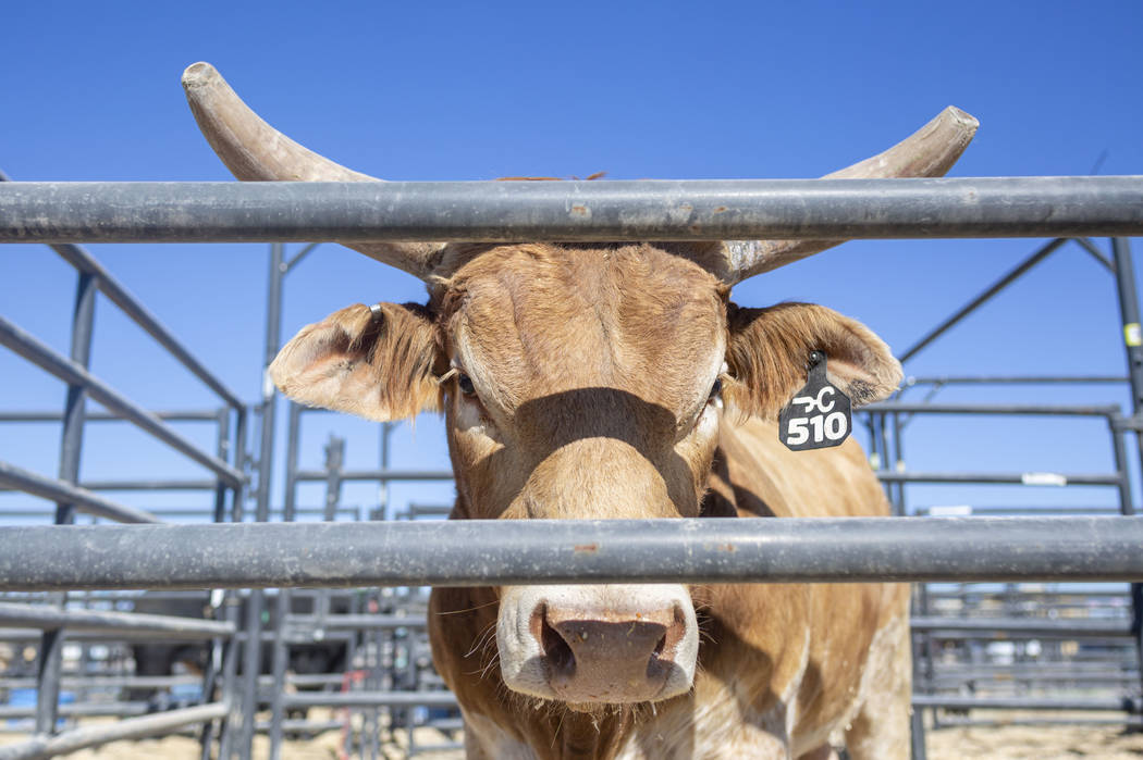 A bull housed at South Point arena in preparation for the Professional Bull Riders World Finals ...