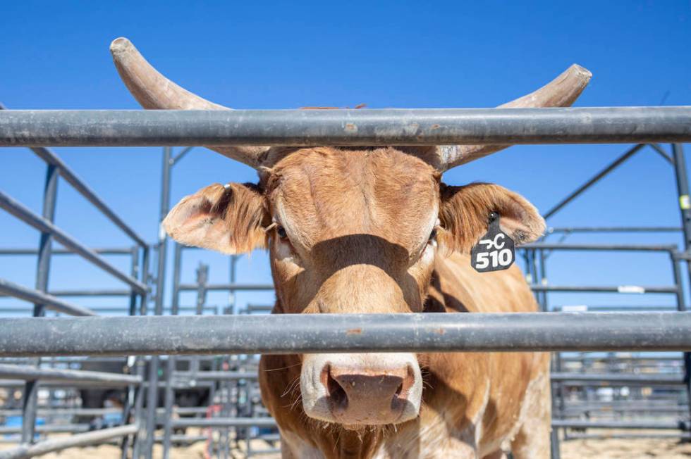 A bull housed at South Point arena in preparation for the Professional Bull Riders World Finals ...