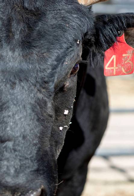 A bull housed at South Point arena in preparation for the Professional Bull Riders World Finals ...