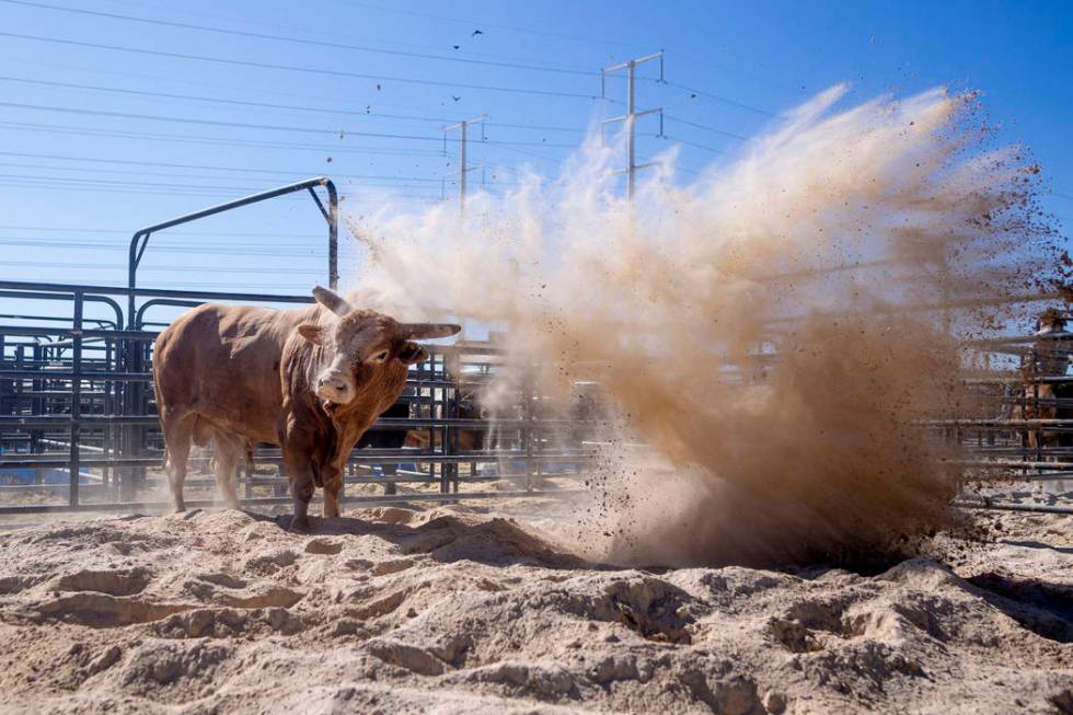 A bull exercises at South Point arena in preparation for the Professional Bull Riders World Fin ...