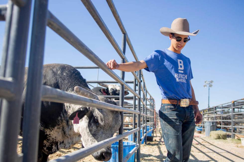 Professional bull rider Dalton Kasel, Texas, at South Point arena in preparation for the Profes ...