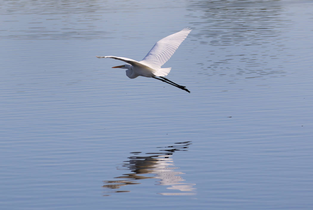 White egret flies over Henderson Bird Viewing Preserve's pond on Thursday, Nov. 7, 2019, in Hen ...