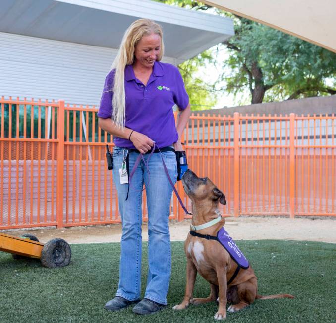 Nicole Fox, an enrichment specialist for the Animal Foundation, trains Louie, an eight-year-old ...