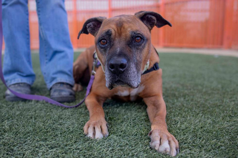 Louie, an eight-year-old mix breed available for adoption, works on manner exercises with Nicol ...