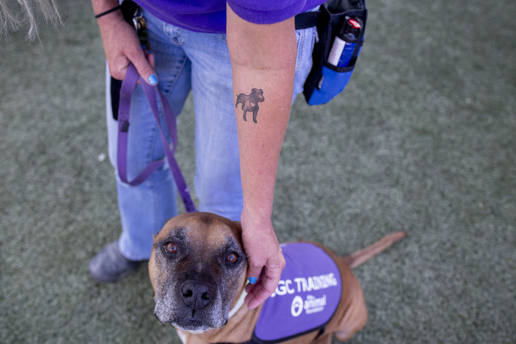 Nicole Fox, an enrichment specialist for the Animal Foundation, trains Louie, an eight-year-old ...