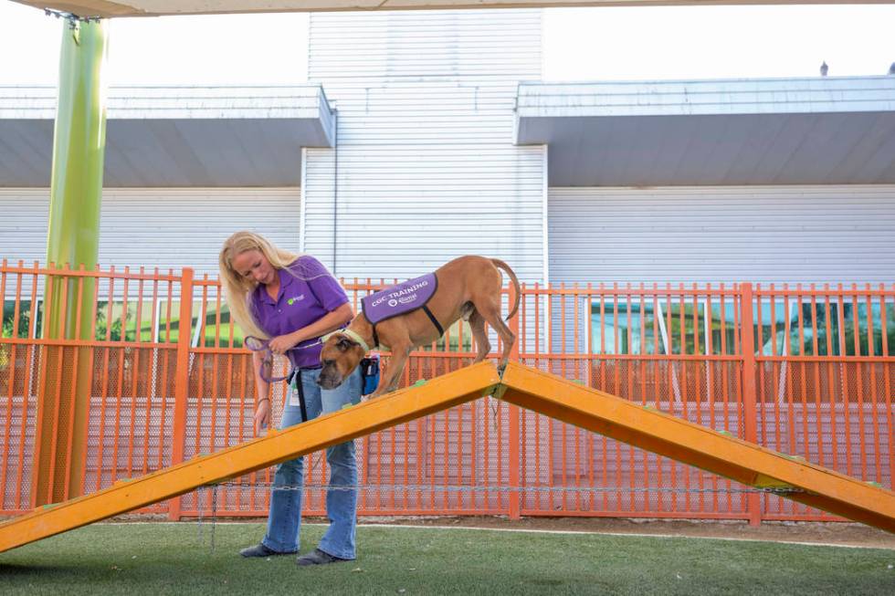 Nicole Fox, an enrichment specialist for the Animal Foundation, trains Louie, an eight-year-old ...