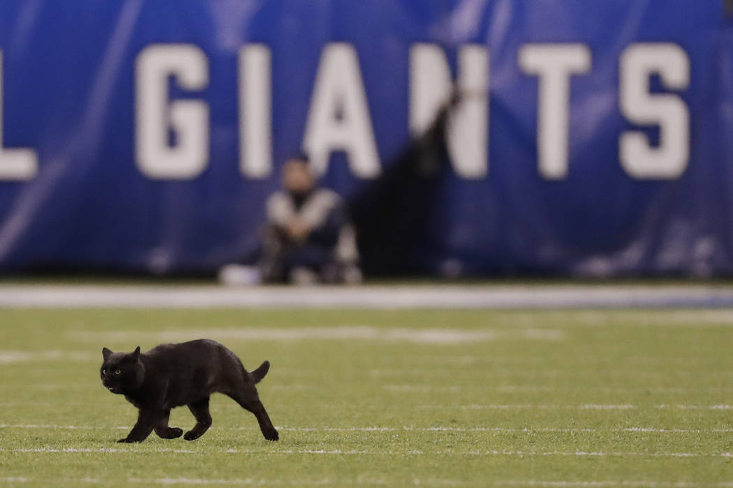 A cat runs on the field during the second quarter of an NFL football game between the New York ...