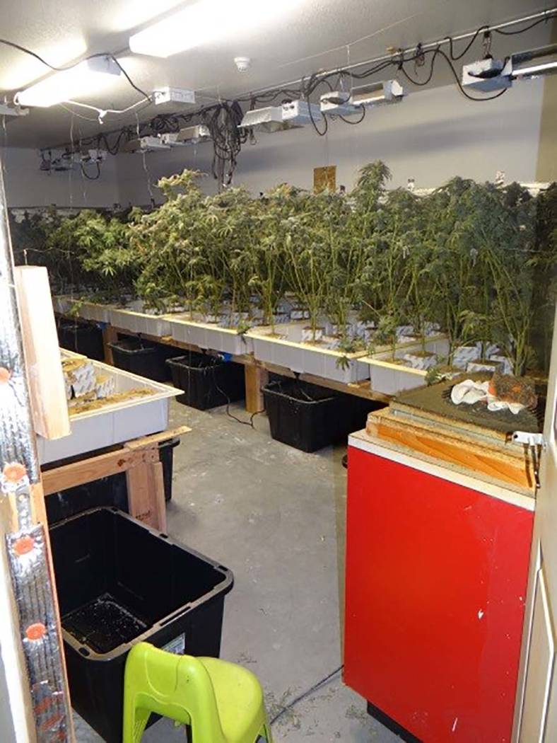 Boulder City police found approximately 800 marijuana plants at various stages of growth. (Boul ...