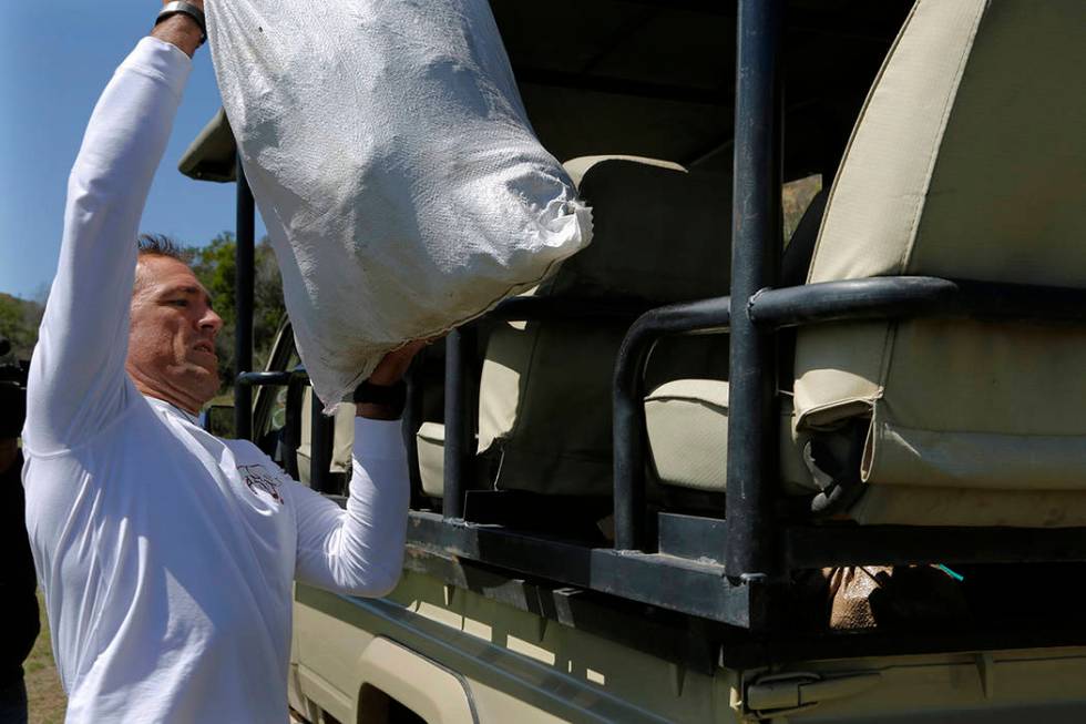 Les Ansley loads freshly collected elephant dung onto a vehicle in the Botlierskop Private Game ...