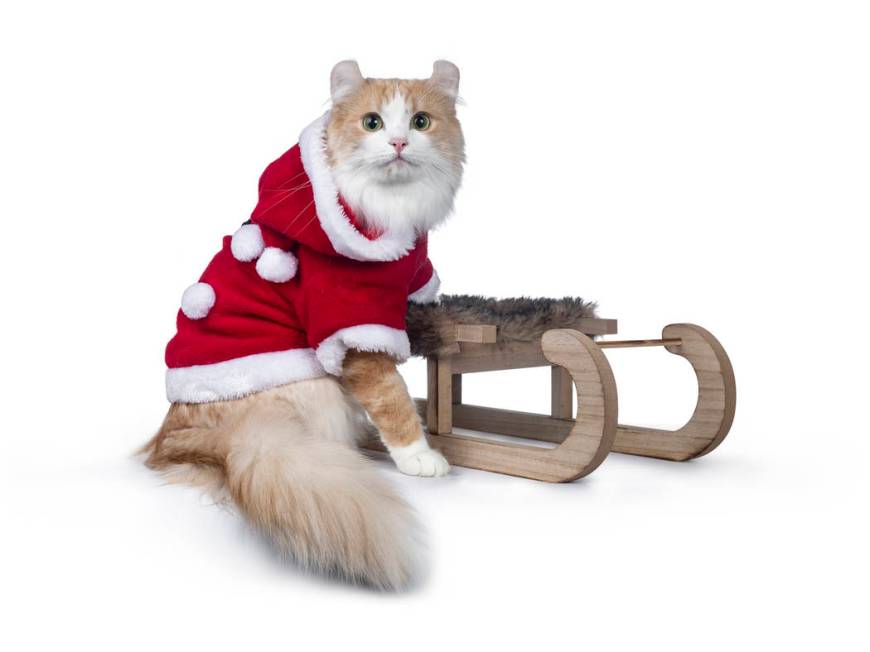 Adorable sweet red with white American curl cat. (Getty Images)