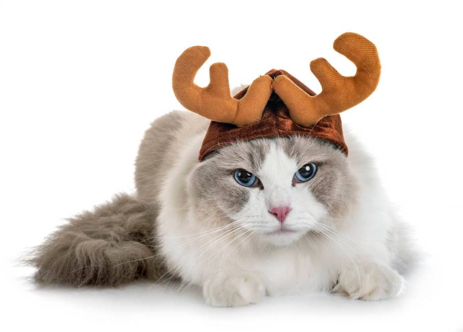 Ragdoll cat dressed for Christmas. (Getty Images)