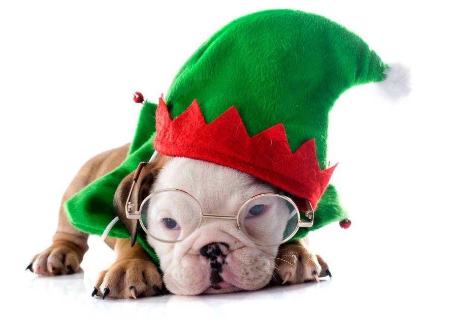 Christmas puppy English bulldog. (Getty Images)