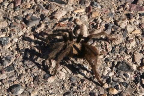 Best advice if you come upon a tarantula: Look and admire, but leave it alone. (Deborah Wall/La ...