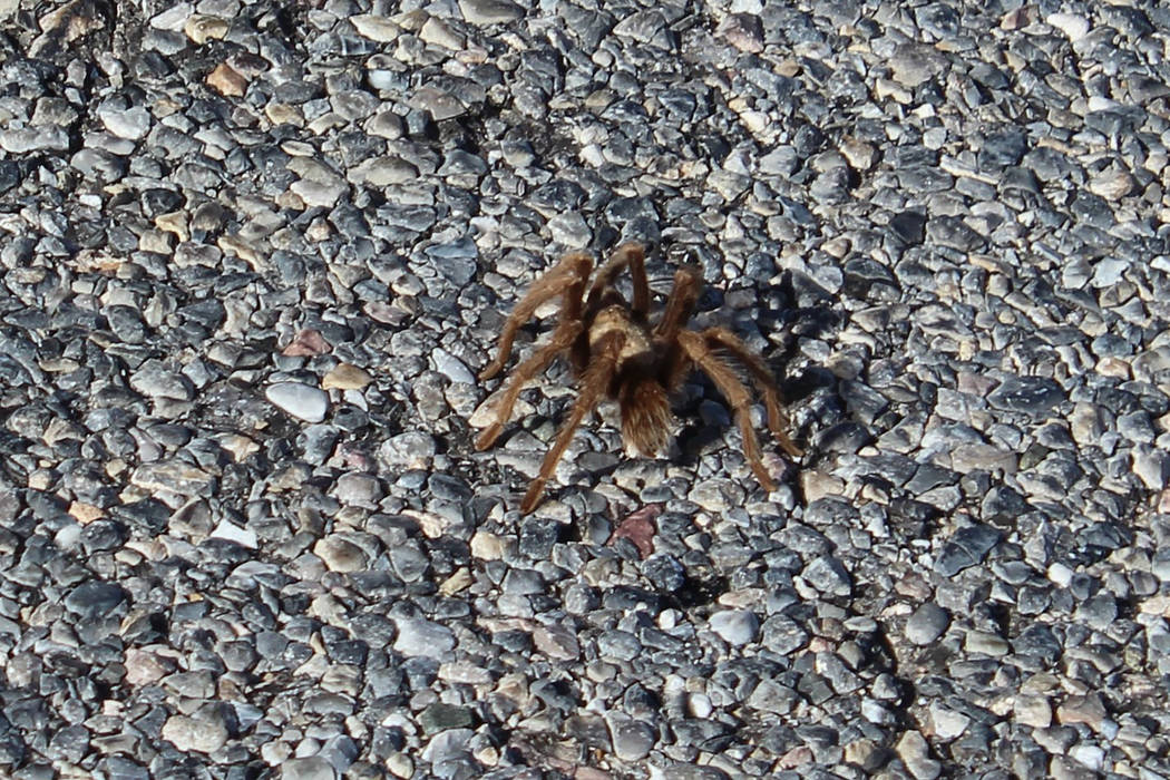 Mature tarantulas in our region are usually one-half inch to 4 inches long. (Deborah Wall/Las V ...