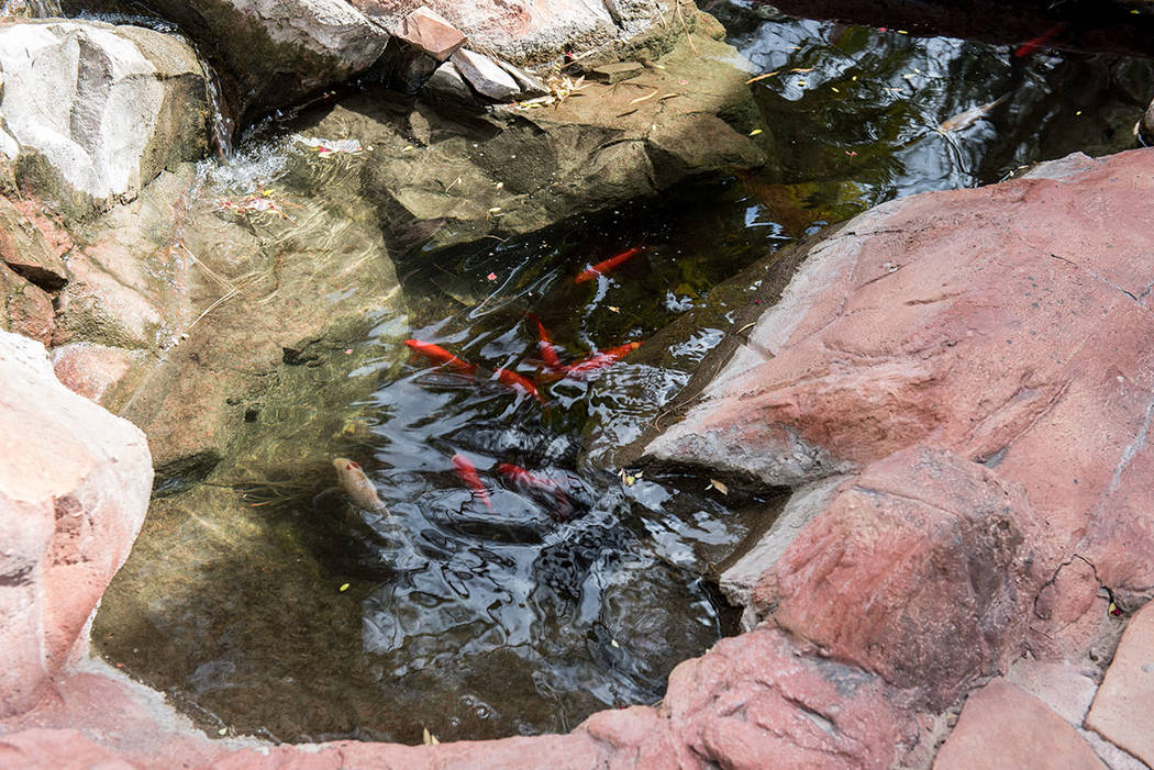 The koi pond in the backyard. (Simply Vegas)