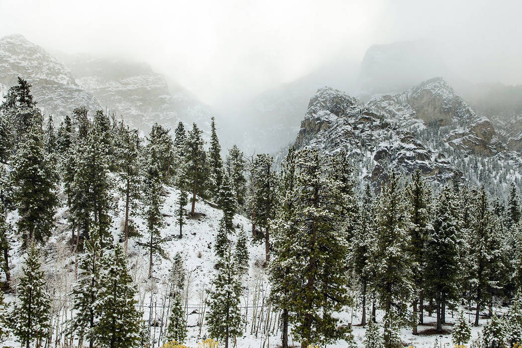 Snow begins to dust the trees in Lee Canyon at Mt. Charleston on Wednesday, Nov. 20, 2019. (L.E ...