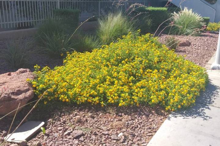 Lantana's chances of survival are much better in the ground than if you leave them in container ...