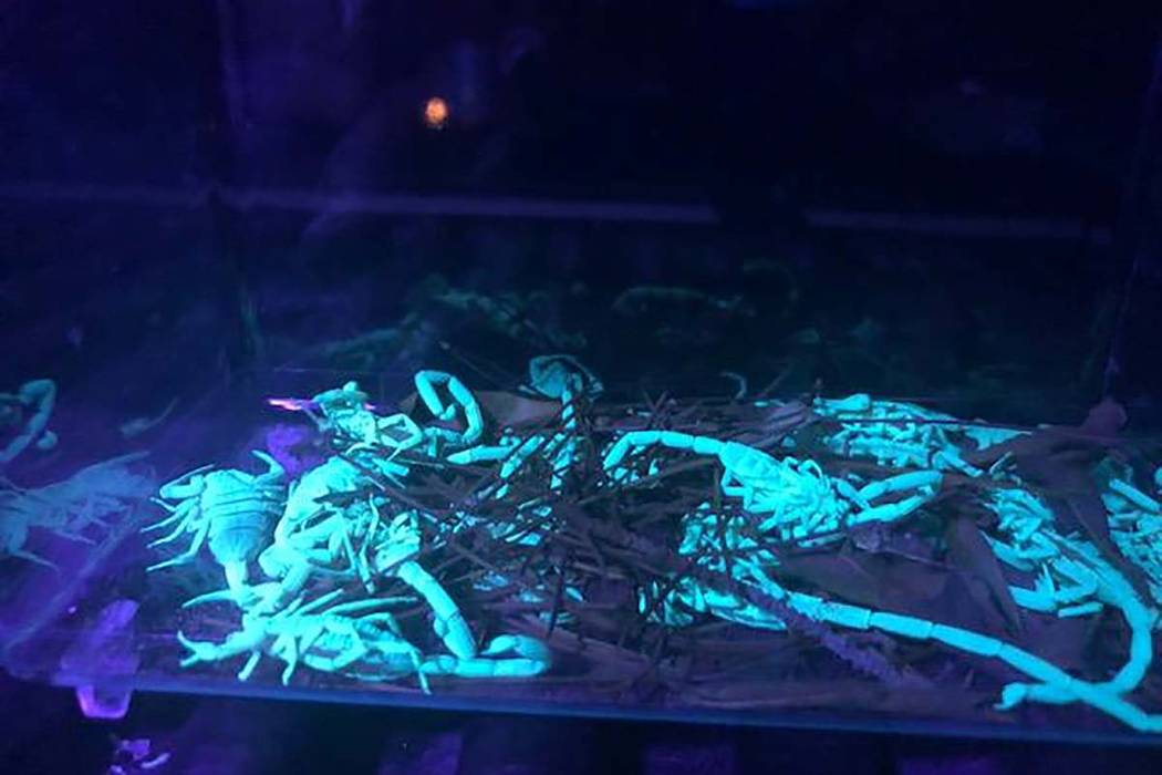 An exhibit from a lawsuit shows scorpions found on an east valley property. A Florida couple cl ...