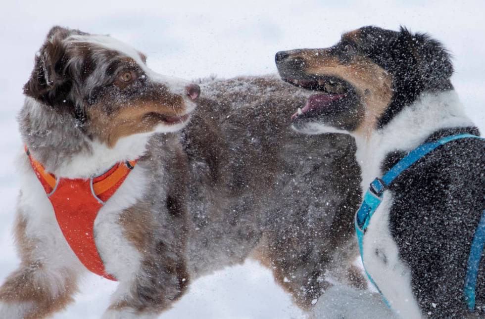 Australian shepards Pfeiffer, left, and Timp, owned by Chris Clark and his, wife Alissa Schiffr ...