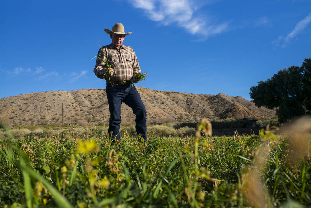Cliven Bundy takes a look at alfalfa and ryegrass growing at Bundy Ranch in Bunkerville on Thur ...