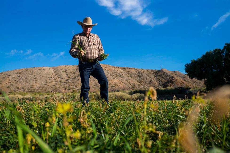 Cliven Bundy takes a look at alfalfa and ryegrass growing at Bundy Ranch in Bunkerville on Thur ...