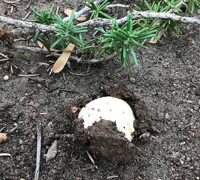 Mushrooms are common in the spring and fall months after rains when there is wood in the ground ...