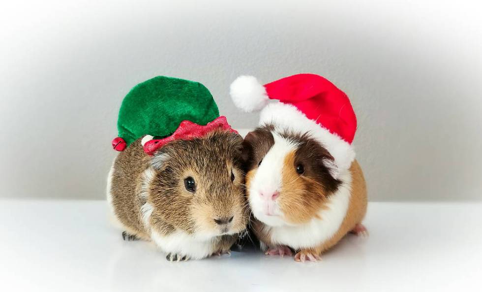 Guinea pigs Churro and Waffle