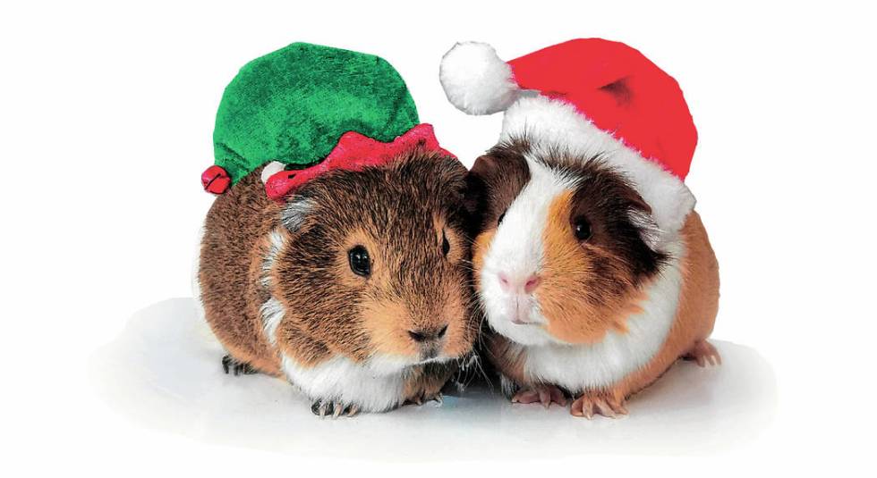 Churro & Waffle, Guinea pigs From: Sarah Riopelle <sarahyim87@gmail.com>