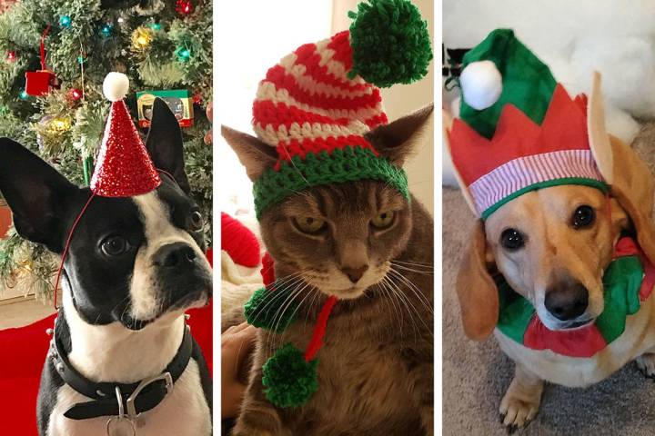 A sampling of RJ readers' pets for the holidays.