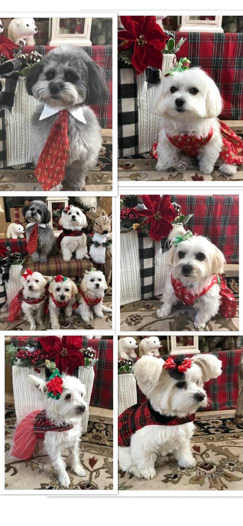 Top left - Baxter Top right - Pippa Middle right - Bella Bottom left - Meka Bottom right - Ava