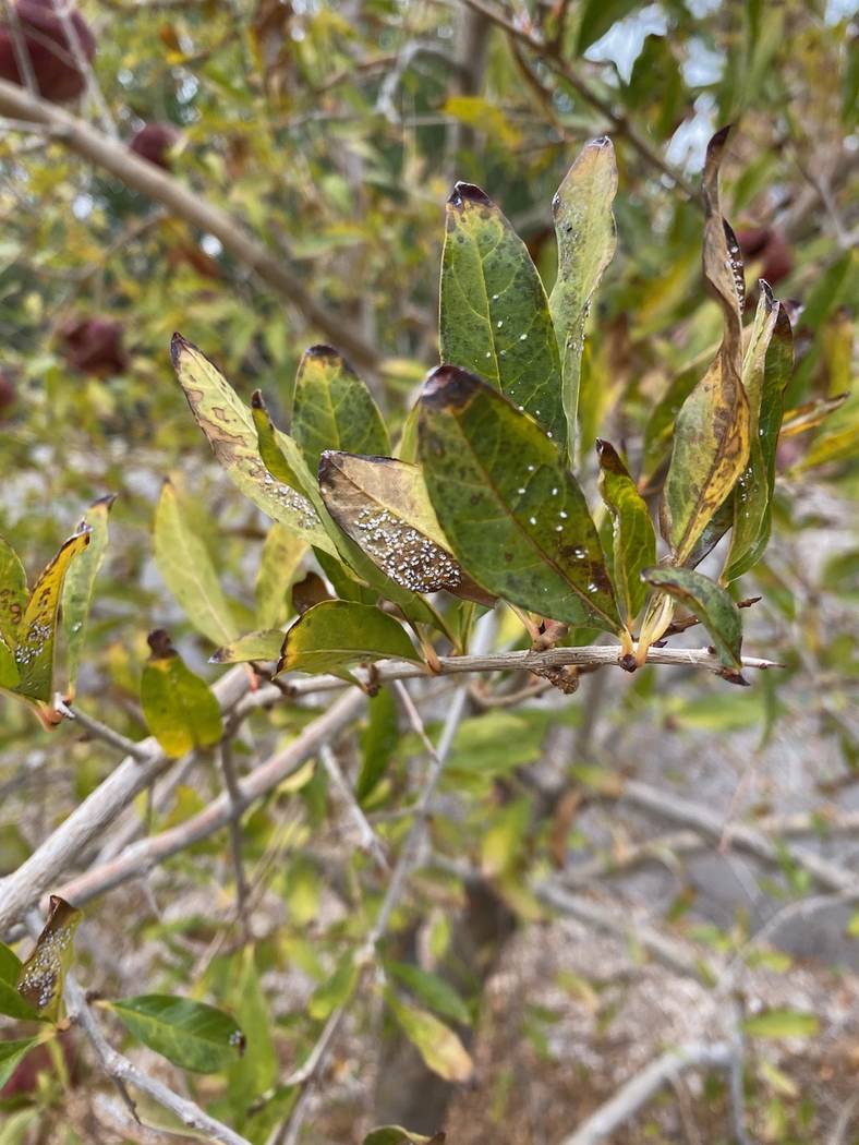 Whiteflies, such as these on a pomegranate bush, are hard to control. In small numbers, they ca ...