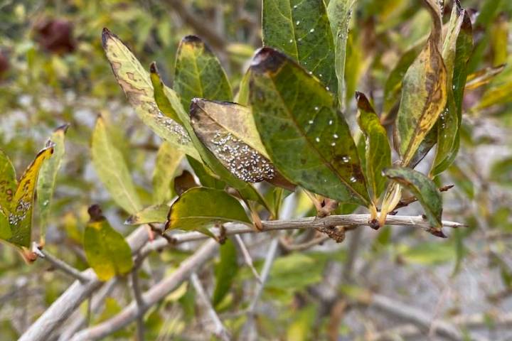 Whiteflies, such as these on a pomegranate bush, are hard to control. In small numbers, they ca ...