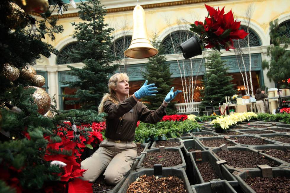 Horticulturalist Susie French prepares to catch a poinsettia while preparing the 2011 holiday d ...