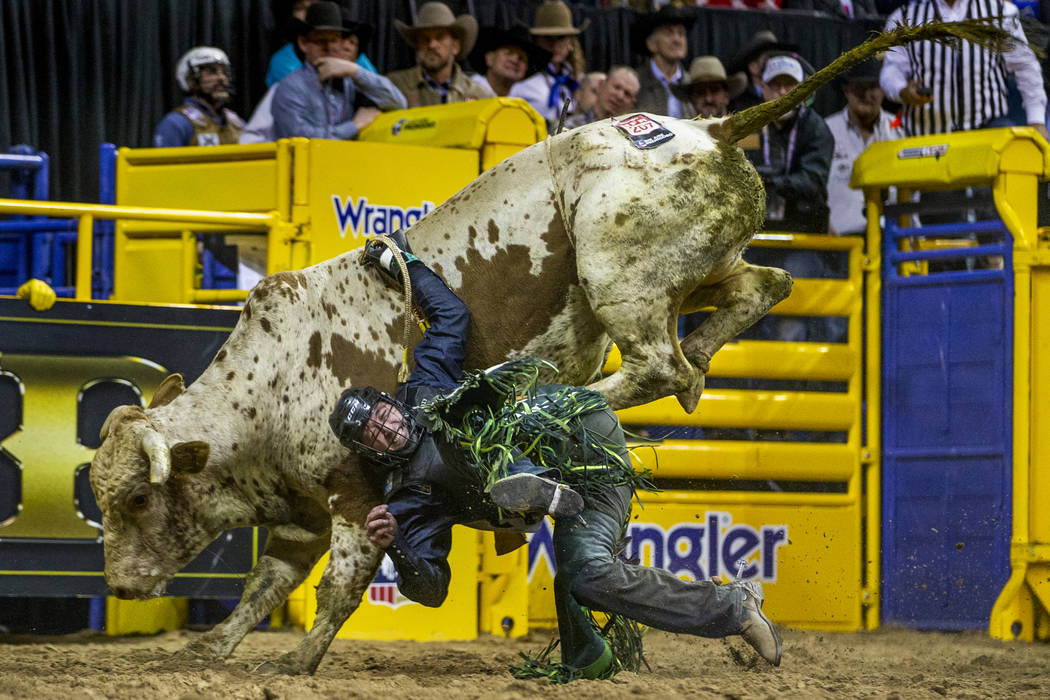 Jordan Hansen Ponoka, Alberta, is dragged while still strapped to Velocity during Bull Riding i ...