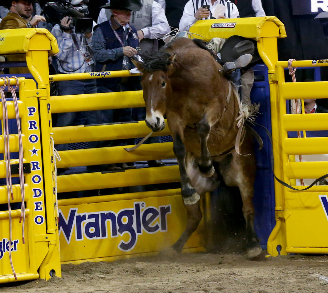 Orin Larsen of Canada gets slammed into the chute by Pip Squeak in Bareback Riding during the n ...