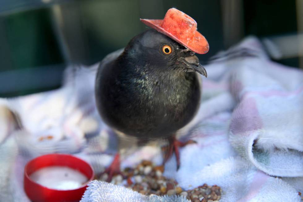 "Cluck Norris" the cowboy-hatted pigeon after being wrangled at a condominium complex ...