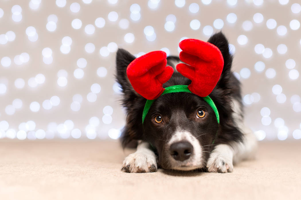 The holiday season is becoming more pet focused as the millennial generation, the primary pet-o ...
