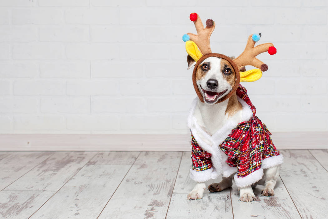 The holiday season is becoming more pet focused as the millennial generation, the primary pet-o ...