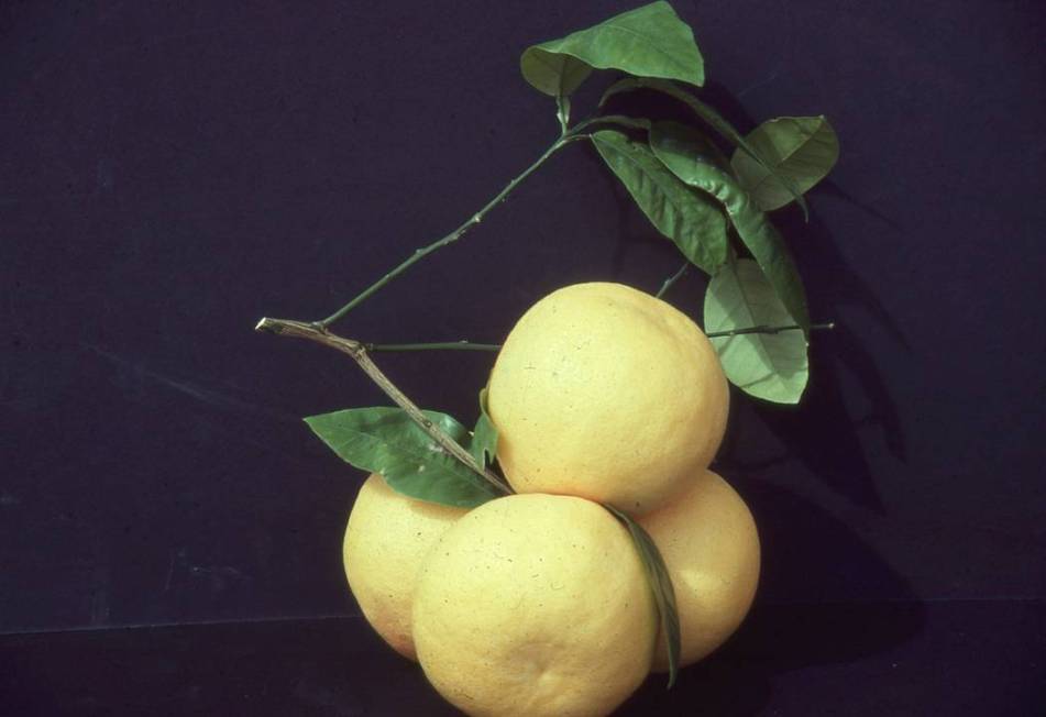 All citrus trees are subtropical. Cold temperatures can wreak havoc on these trees in our much ...