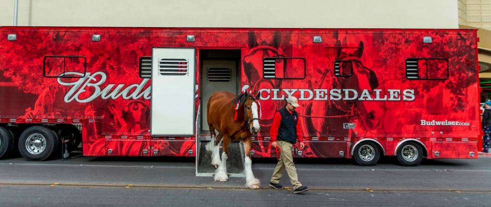 Andrew Lacrosse leads out another horse from a trailer as the world-famous Budweiser Clydesdale ...