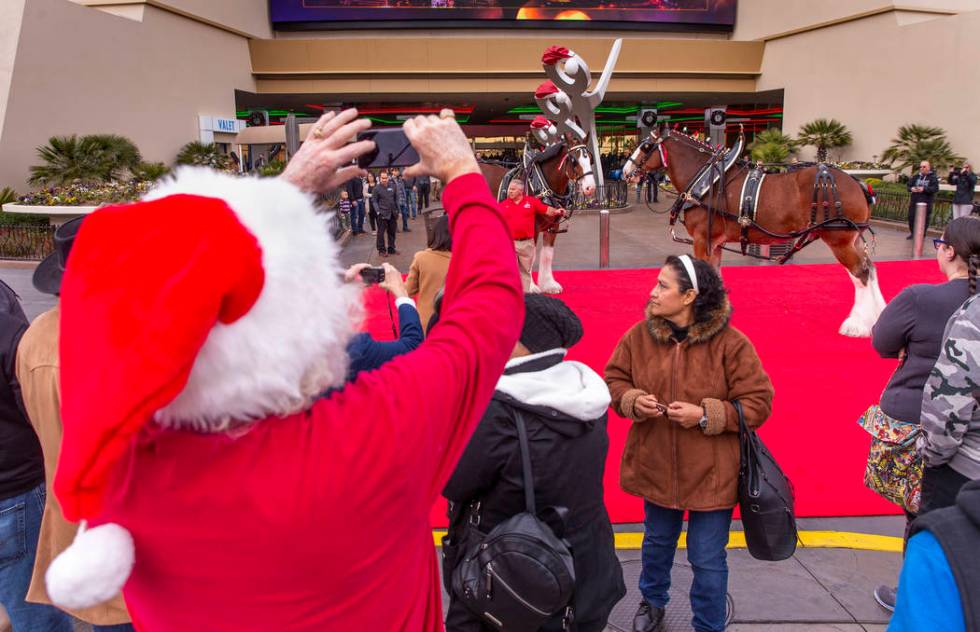 The world-famous Budweiser Clydesdales make an appearance at The Strat to the delight of many a ...