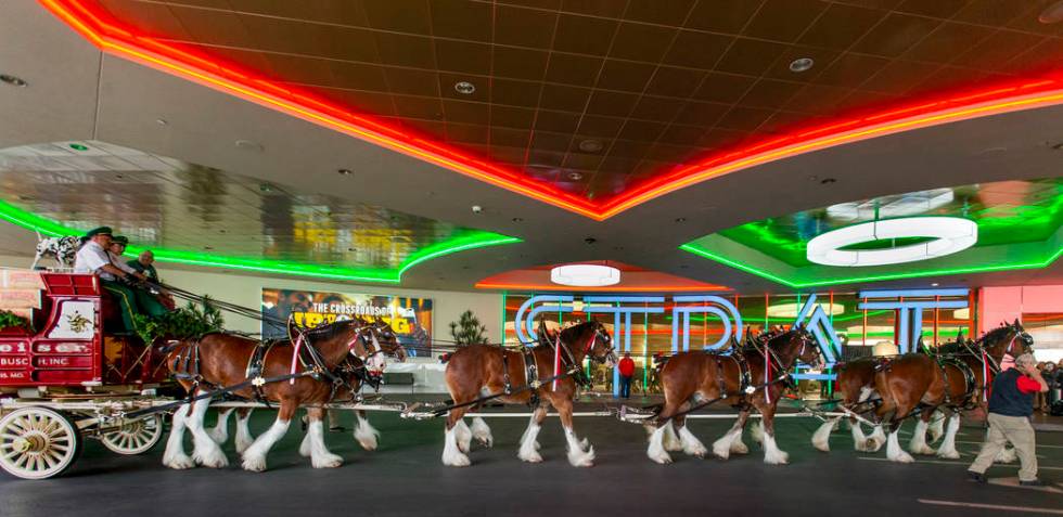 The world-famous Budweiser Clydesdales pulling the Budweiser red beer wagon pull up to the port ...